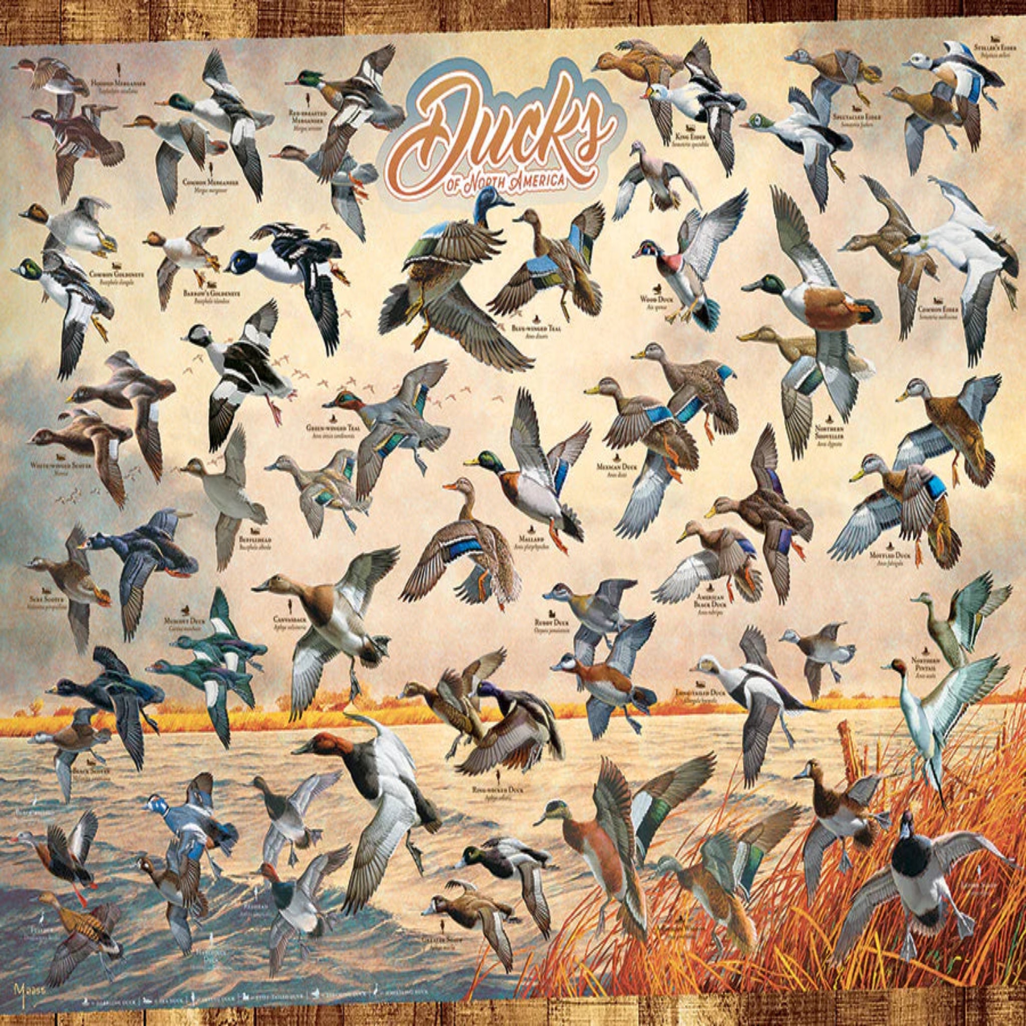 Illustration of various ducks with a scenic background