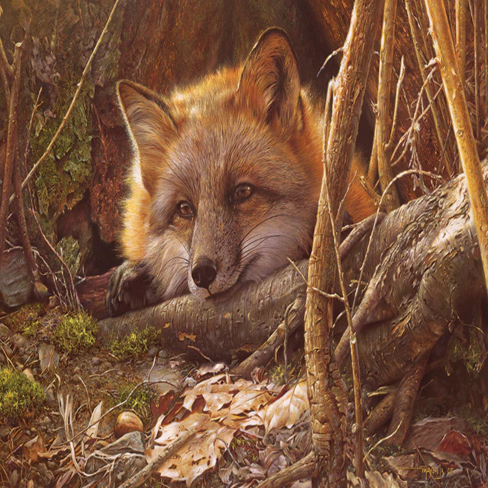 Fox peeking from behind a log in a forest setting