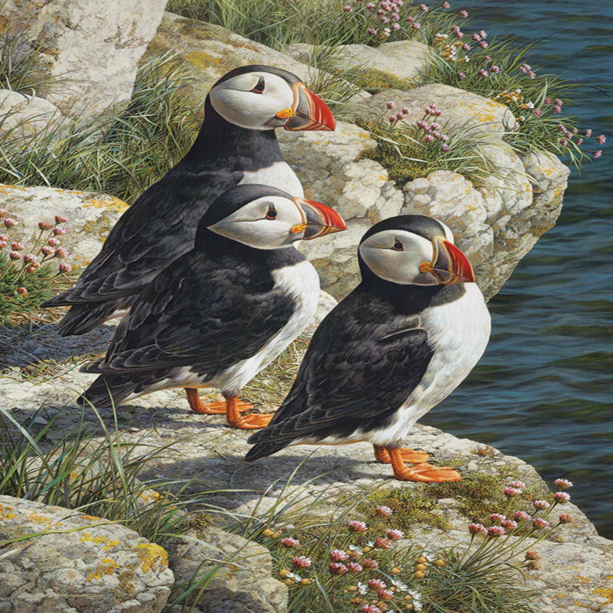 Three puffins on a rocky shore with water in the background